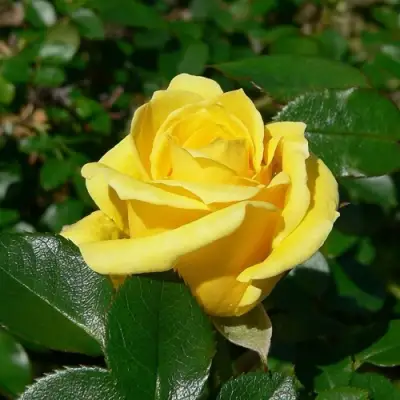 Роза ПАПИЛОН чайно-гибридная в Жодино