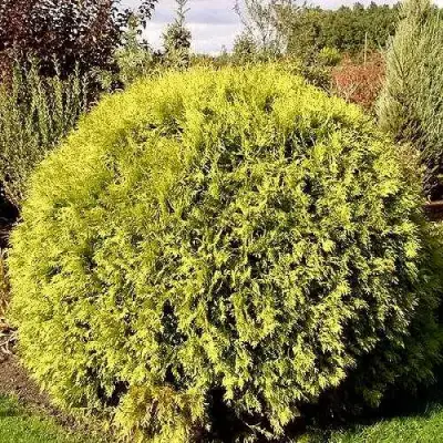 Туя ГЛОБОЗА АУРЕА западная в Жодино