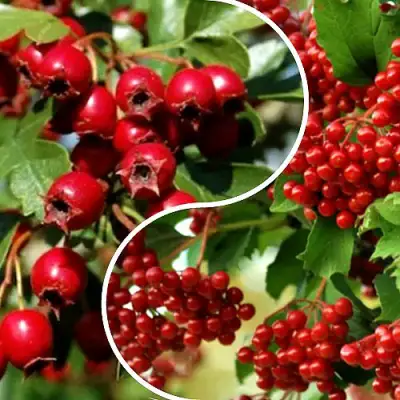 Комплект БУДЬ ЗДОРОВ в Жодино