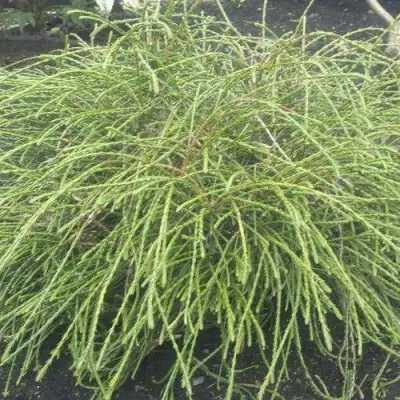 Туя ФИЛИФОРМИС   в Жодино