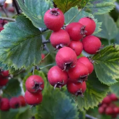 Боярышник АРНОЛЬДА в Жодино