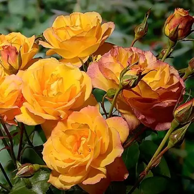 Роза САХАРА плетистая в Жодино