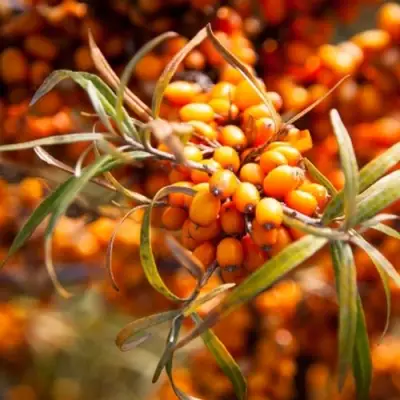 Облепиха ФИНСКАЯ в Жодино