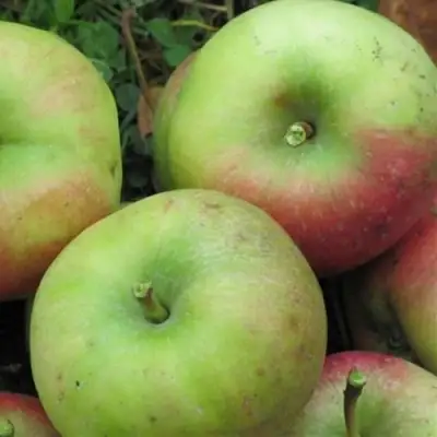 Яблоня ПАМЯТЬ СИКОРЫ в Жодино