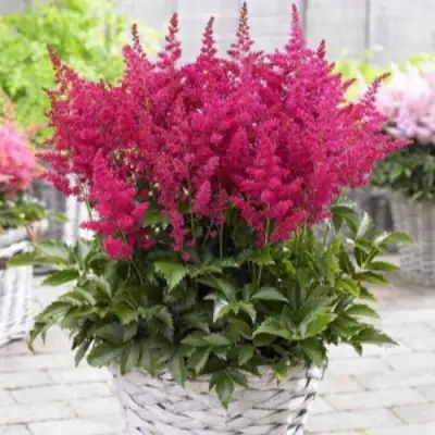 Астильба ЛАКИ ДЕЙ Арендса в Жодино