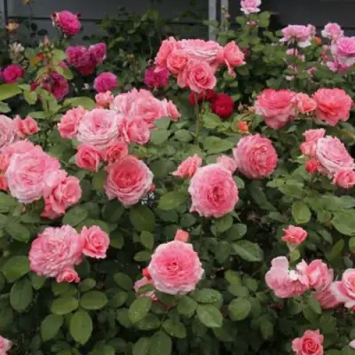 Роза ИНСТИТУТ ЛЮМЬЕР шраб в Жодино