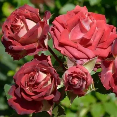 Роза ТИРАМИСУ спрей в Жодино