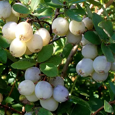 Голубика СНЕГУРОЧКА в Жодино