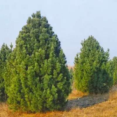 Сосна черная ПИРАМИДАЛИС в Жодино
