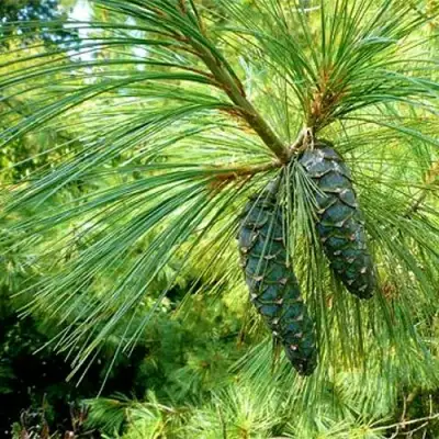 Сосна гриффита в Жодино