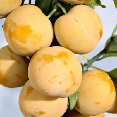 Слива РЕНКЛОД ранний в Жодино