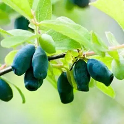 Жимолость съедобная АМФОРА в Жодино