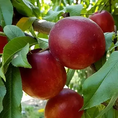 Нектарин ФАНТАЗИЯ в Жодино