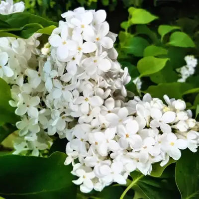 Сирень МАЛЕНЬКИЙ ПРИНЦ в Жодино