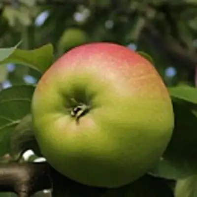 Яблоня СОКОЛОВСКОЕ стелющаяся в Жодино