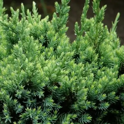 Можжевельник ХОЛГЕР чешуйчатый в Жодино