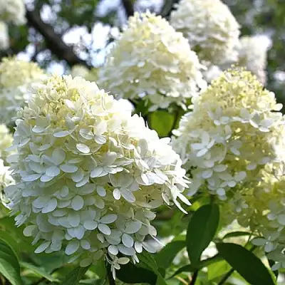 Гортензия БОМБШЕЛ метельчатая в Жодино