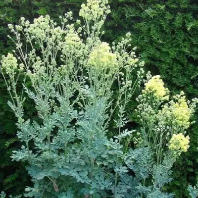 Василистник ГЛАУКУМ желтый в Жодино