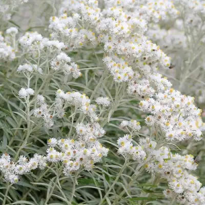 Анафалис ЖЕМЧУЖНЫЙ в Жодино