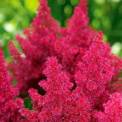 Астильба КОБЛЕНЦ японская в Жодино