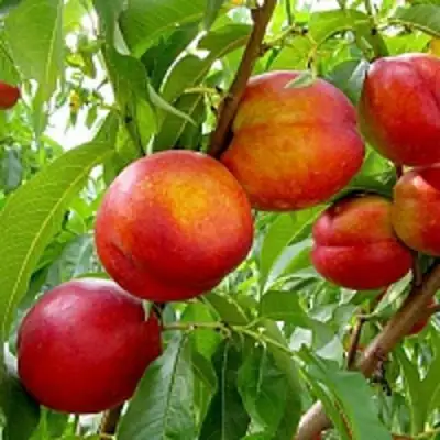 Нектарин ХАРБЛЕЙЗ в Жодино