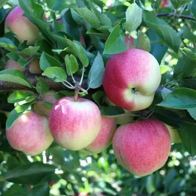 Яблоня ГРУШОВКА МОСКОВСКАЯ в Жодино