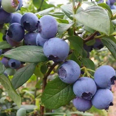 Голубика БЛЮГОЛД в Жодино