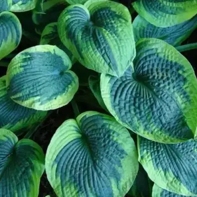 Хоста ТОКУДАМА ФЛАВОЦИРЦИНАЛИС гибридная в Жодино