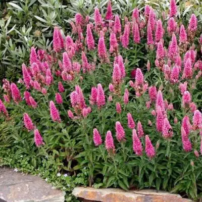 Вероника РОЗЕА колосковая в Жодино