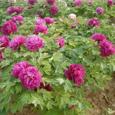 Пион КИТАЙСКИЙ ШЕЛК травянистый в Жодино