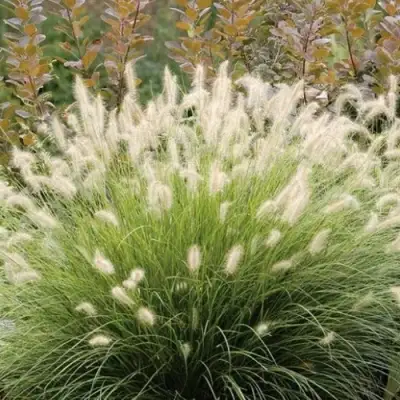 Пеннисетум ХАМЕЛН в Жодино