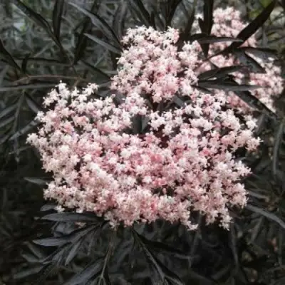 Бузина черная БЛЭК ЛЕЙС ЕВА в Жодино