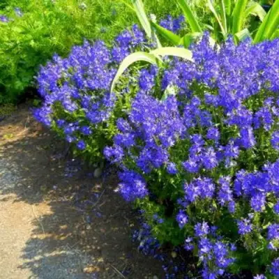 Вероника РОЯЛ БЛЮ большая в Жодино