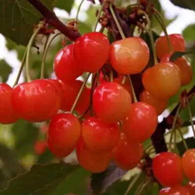 Черешня ДОНЧАНКА в Жодино