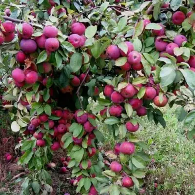 Яблоня ФЛОРИНА в Жодино