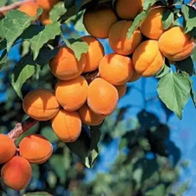 Абрикос ХАРКОТ в Жодино