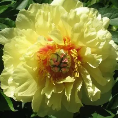 Пион ЗОЛОТАЯ КОРОНА древовидный в Жодино