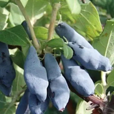 Жимолость съедобная НИМФА (ГАММА) в Жодино