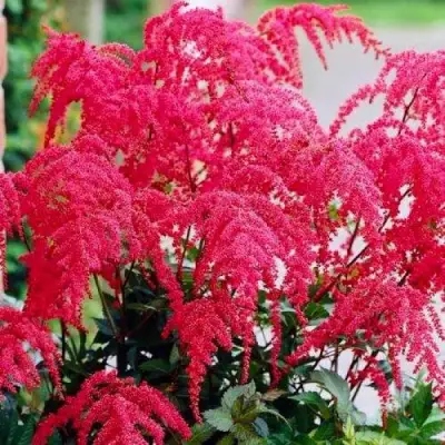 Астильба РЕД ЧАРМ Арендса в Жодино