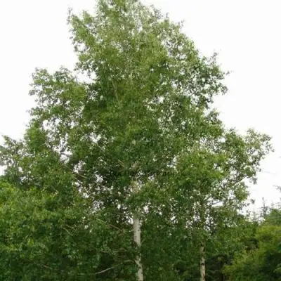 Береза бородавчатая в Жодино