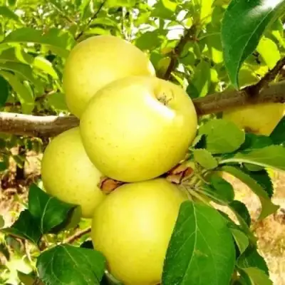 Яблоня ГОЛДЕН ДЕЛИШЕС в Жодино