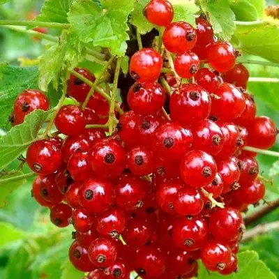 Смородина красная НЕНАГЛЯДНАЯ в Жодино