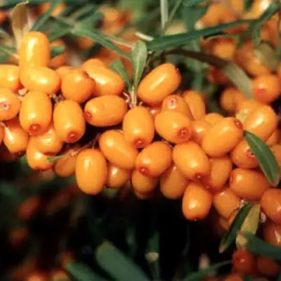 Облепиха ДАР МГУ в Жодино