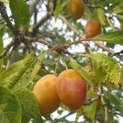 Слива НАТАША в Жодино