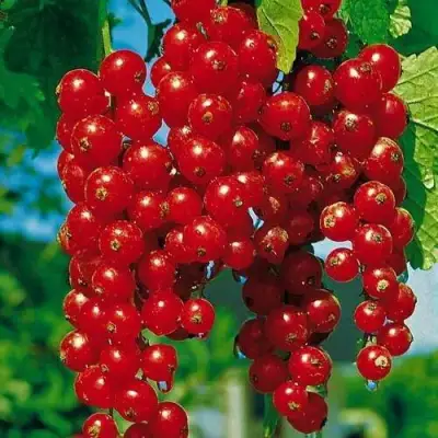 Смородина красная РОВАДА в Жодино