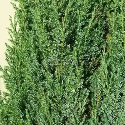 Можжевельник ХИБЕРНИКА обыкновенный  в Жодино