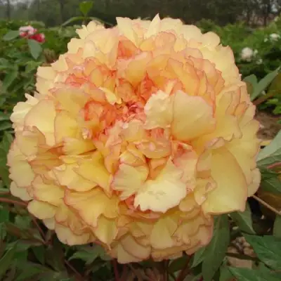 Пион ЗОЛОТАЯ РОССЫПЬ древовидный в Жодино