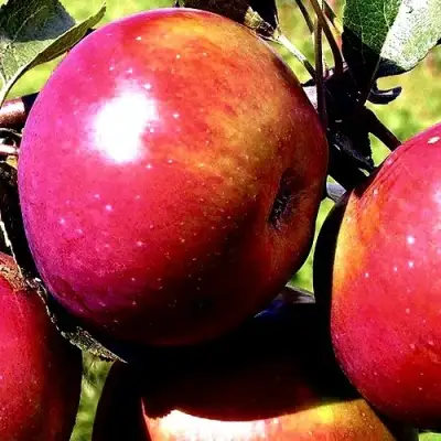 Яблоня ВЕСЯЛИНА в Жодино