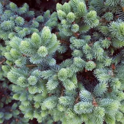 Ель ЭХИНИФОРМИС сизая в Жодино