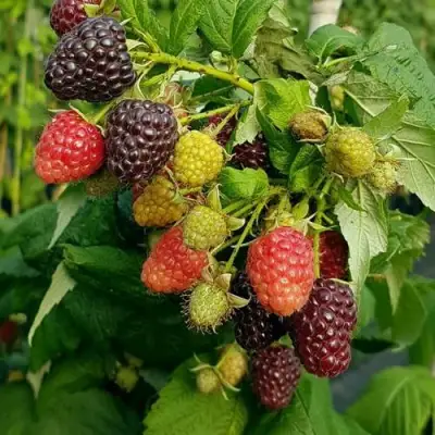 Малина БЛЭК ПОЛЬКА (ХЕБАН) в Жодино